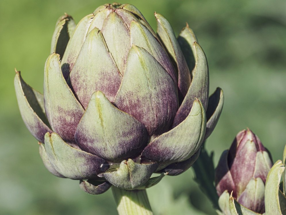 Artischocke © Pixabay (Susanne Jutzeler, Schweiz)
