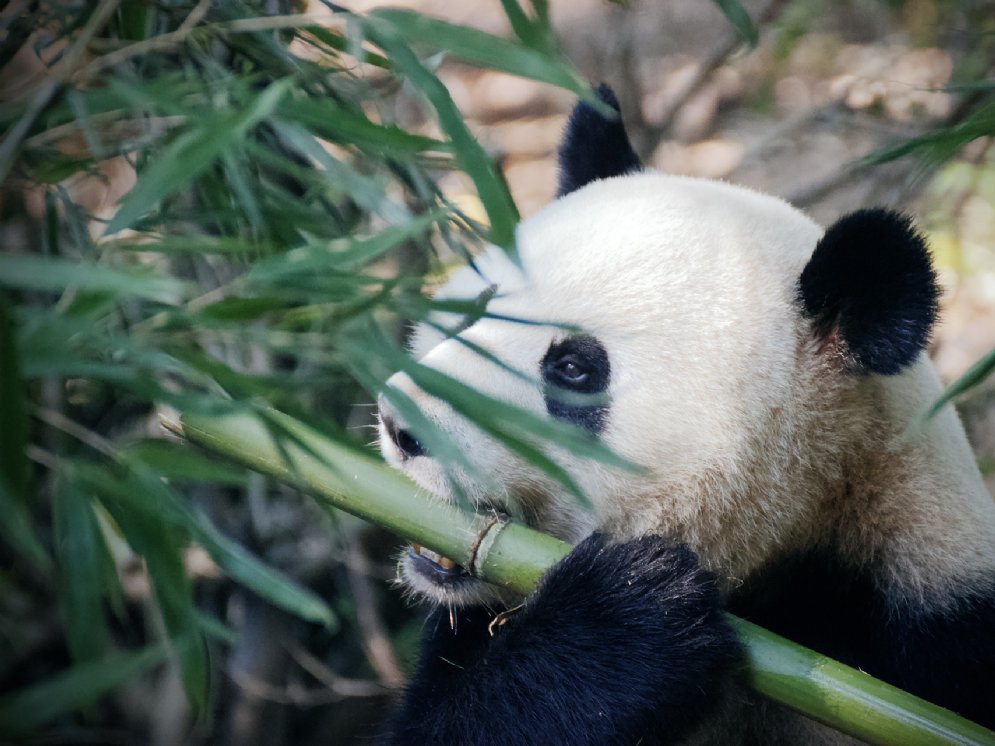 Bambus © Pixabay (Adrian)