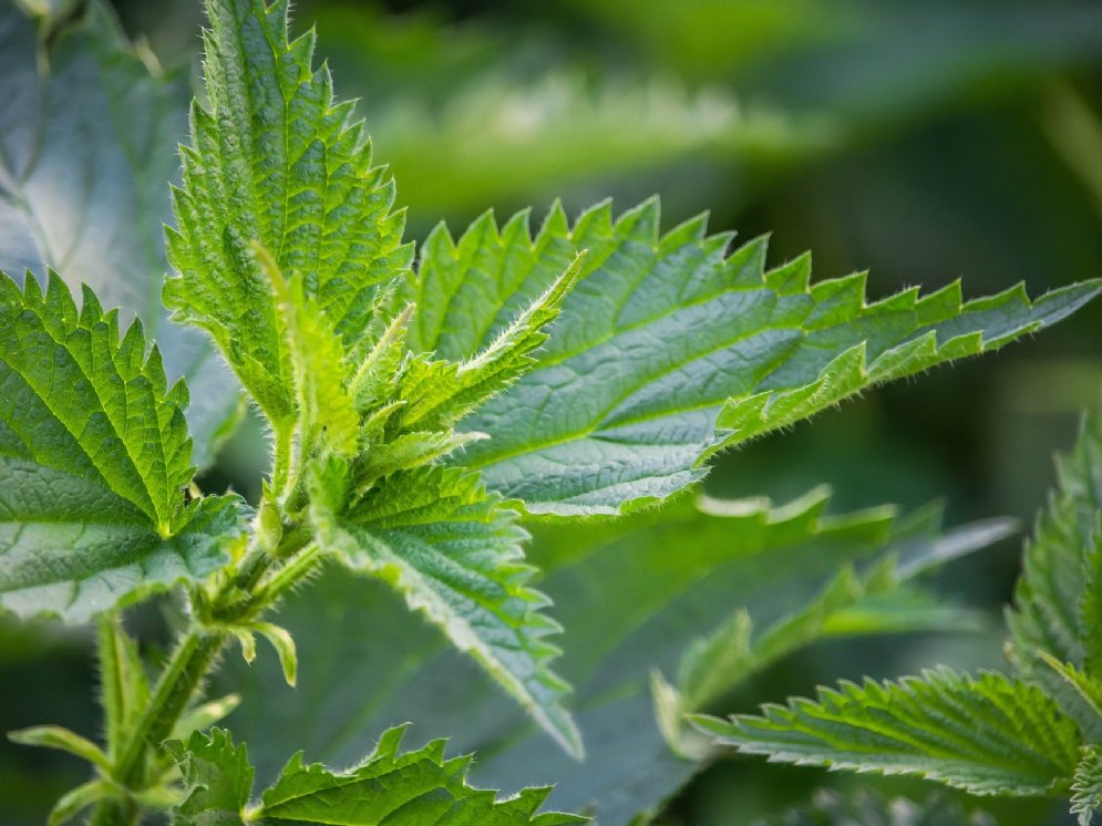 Brennnessel © Pixabay (Szabolcs Molnar)