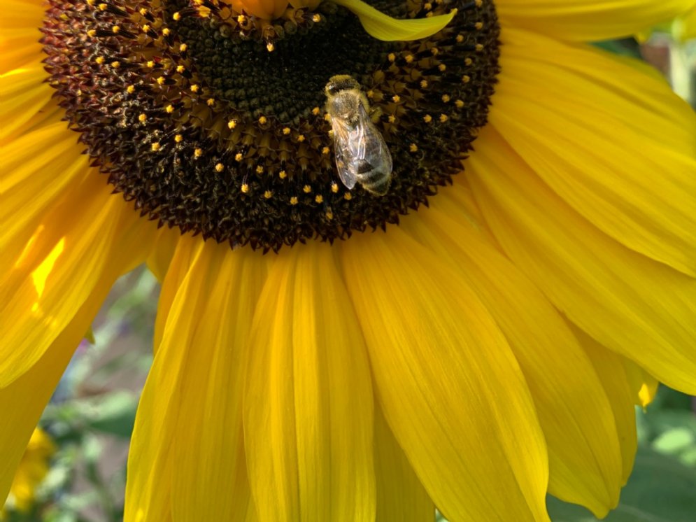 Sonnenblume mit Biene © Prochaska Claudia