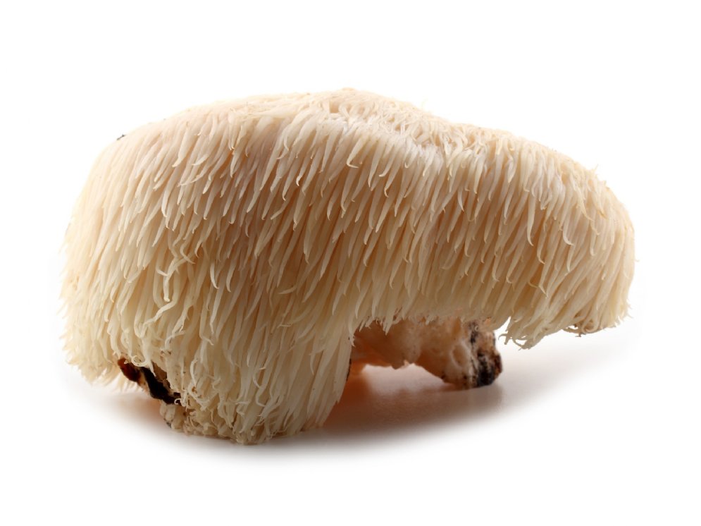 Hericium erinaceus © Adobe Stock