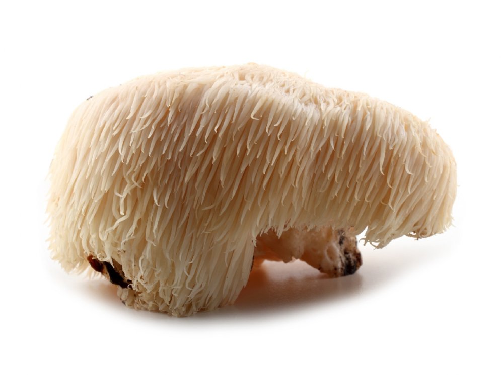 Hericium erinaceus © Adobe Stock