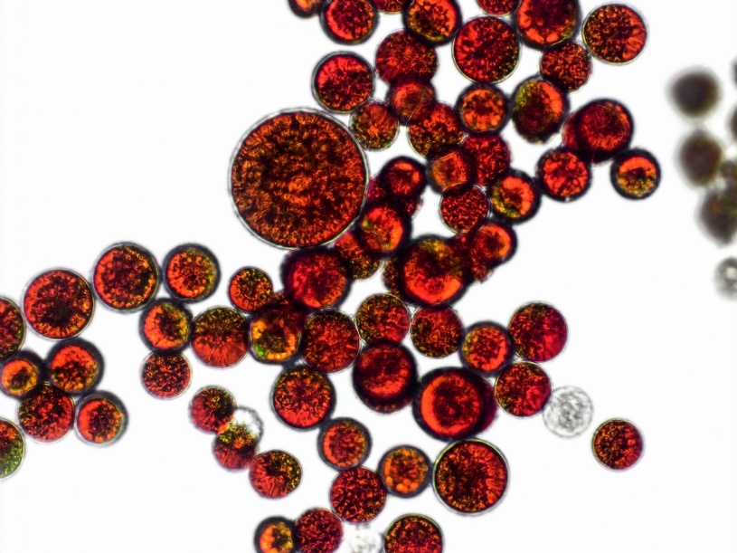 Haematococcus pluvialis - Blutregenalge © Adobe Stock