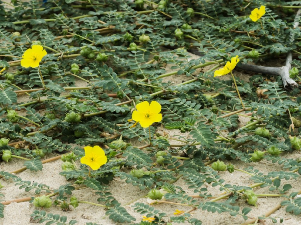 WL-Tribulus terrestris © Adobe Stock