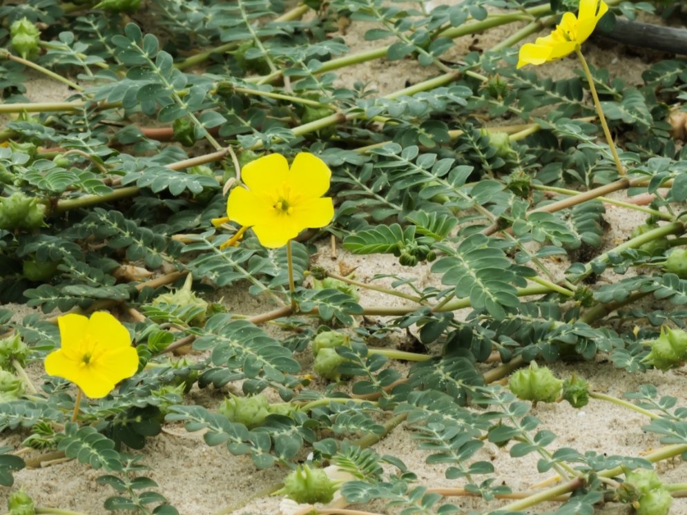 WL-Tribulus terrestris © Adobe Stock
