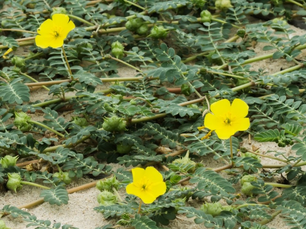 WL-Tribulus terrestris © Adobe Stock