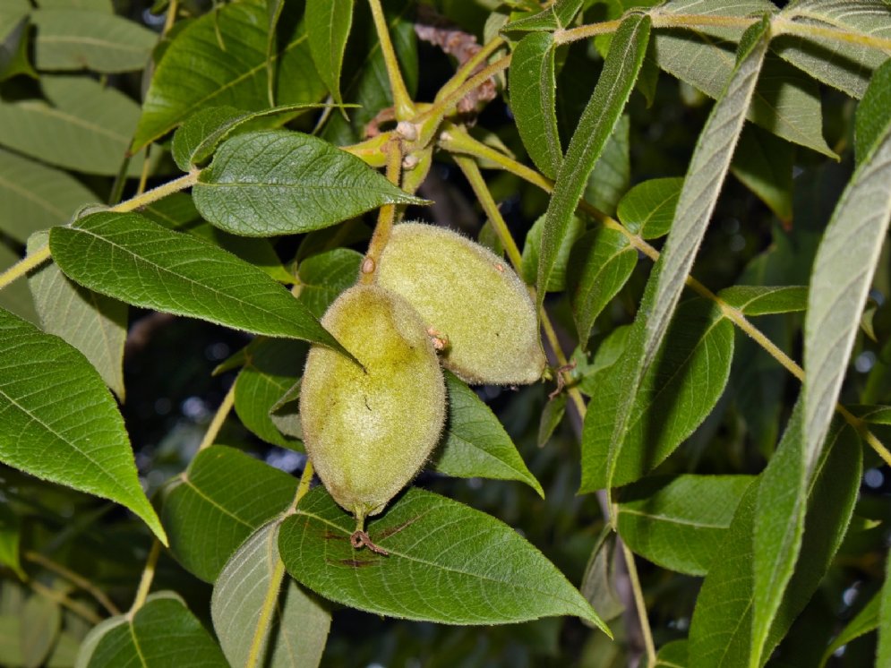 WL-Juglans cinerea © Adobe Stock