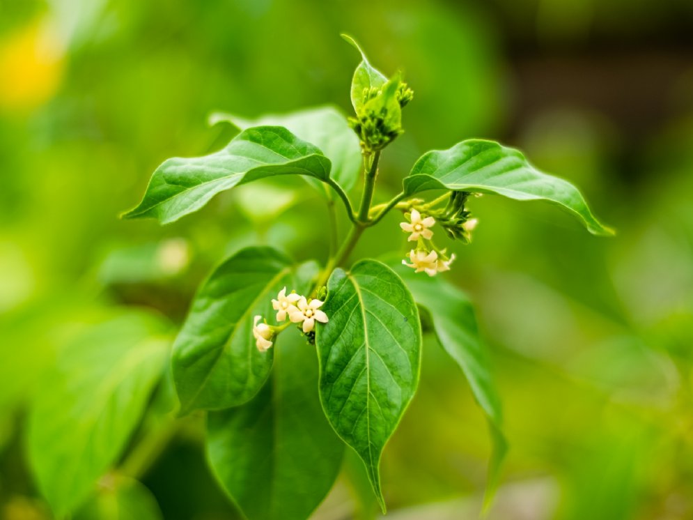 WL_Gymnema sylvestre - Gurmar - Blätter und Blüten © Adobe Stock