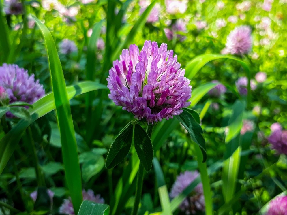 WL_Rotklee Blüten Wiese © Pixabay (KaiserSakhi)