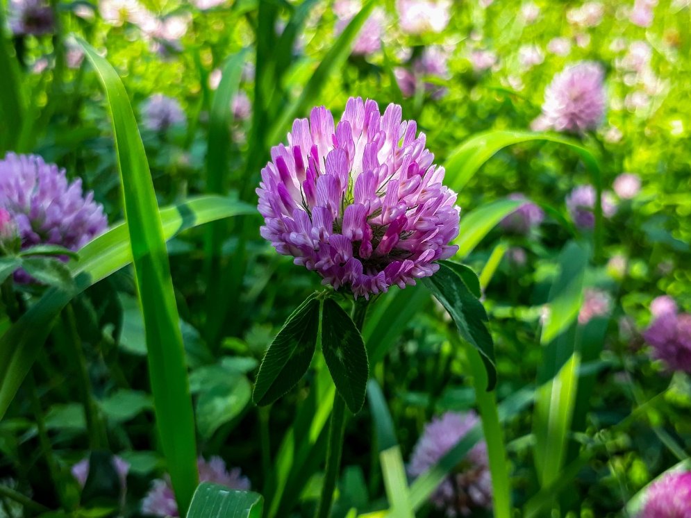 WL_Rotklee Blüten Wiese © Pixabay (KaiserSakhi)