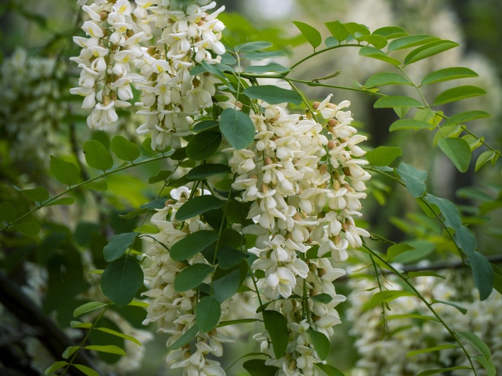 WL_Japanischer Schnurbaum Blüten © Pixabay (寻雨小鱼)