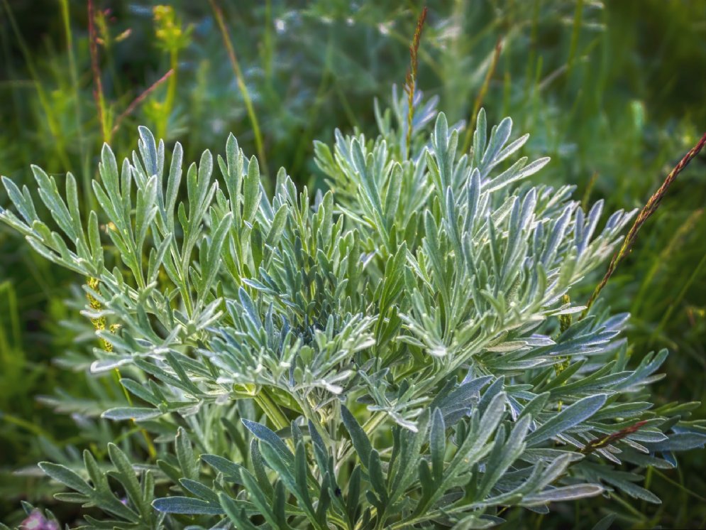 WL_Wermut © Adobe Stock