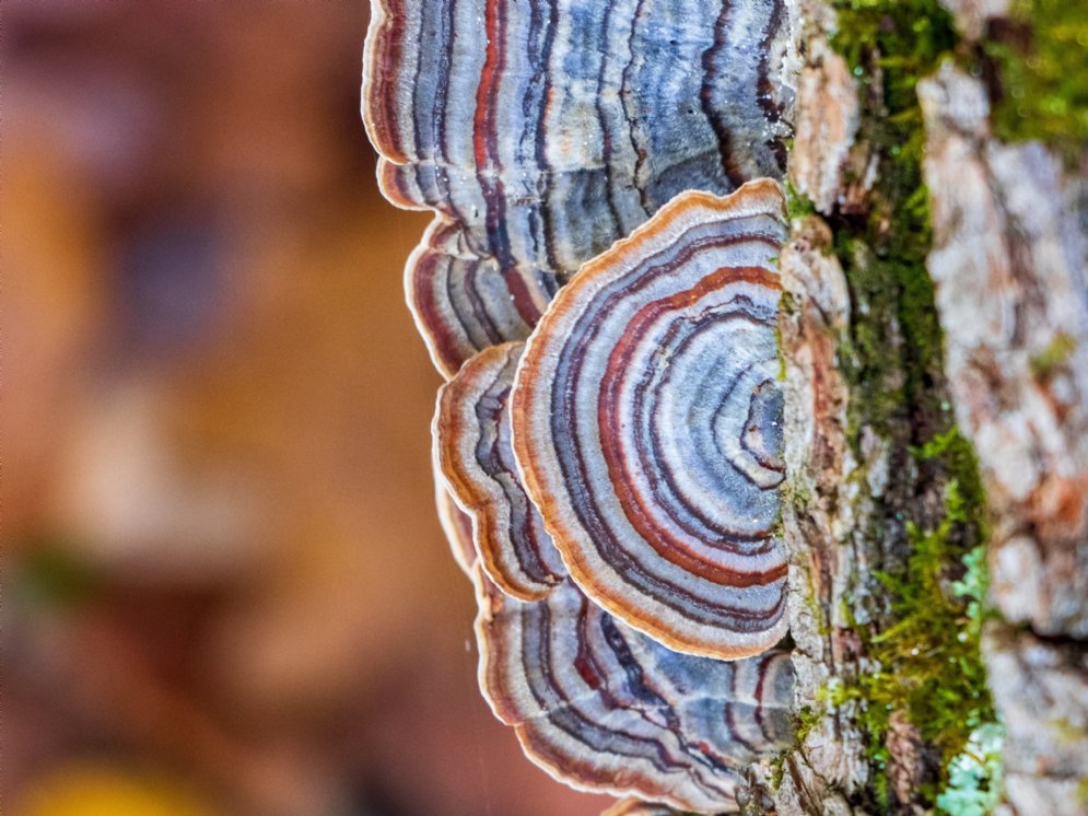 WL_Schmetterlingstramete © Adobe Stock