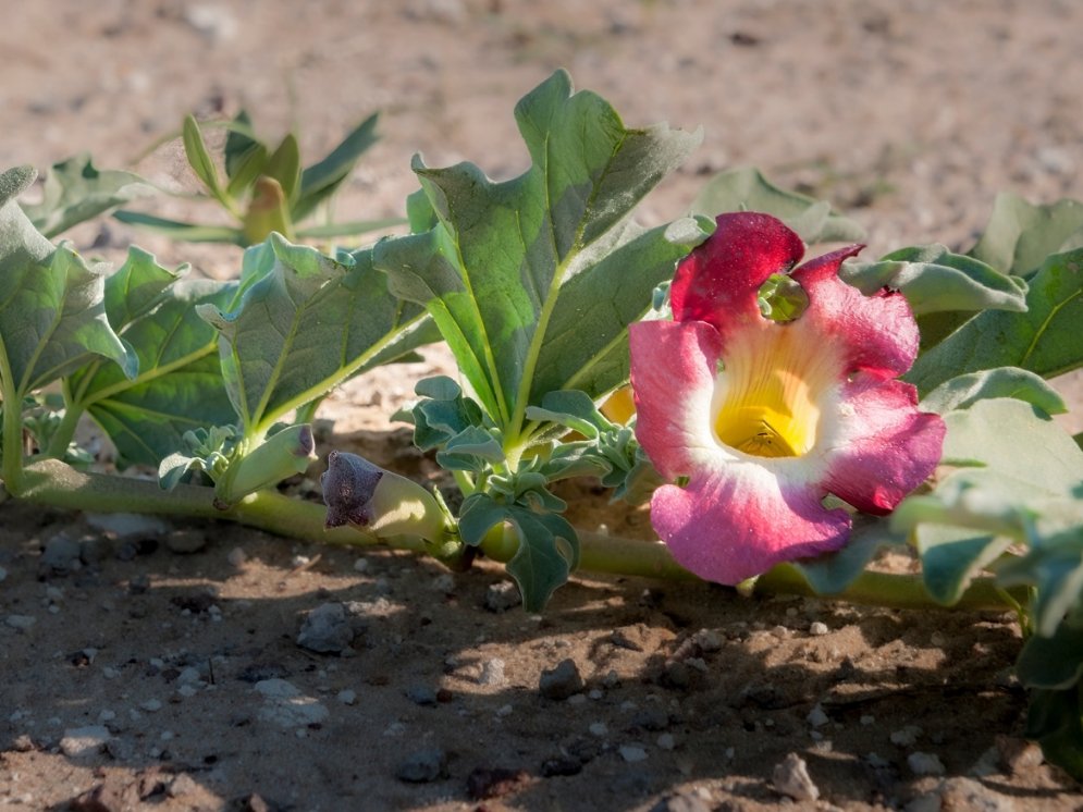 WL_Teufelskralle Blüte und Blätter © Adobe Stock