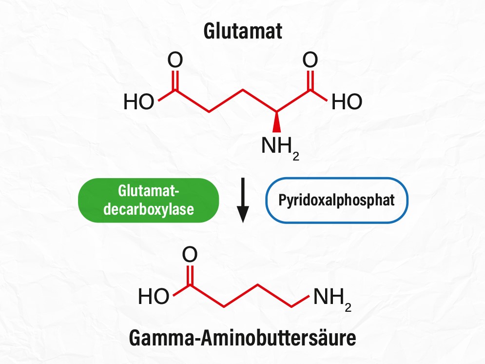 WL_GABA Synthese © Burger