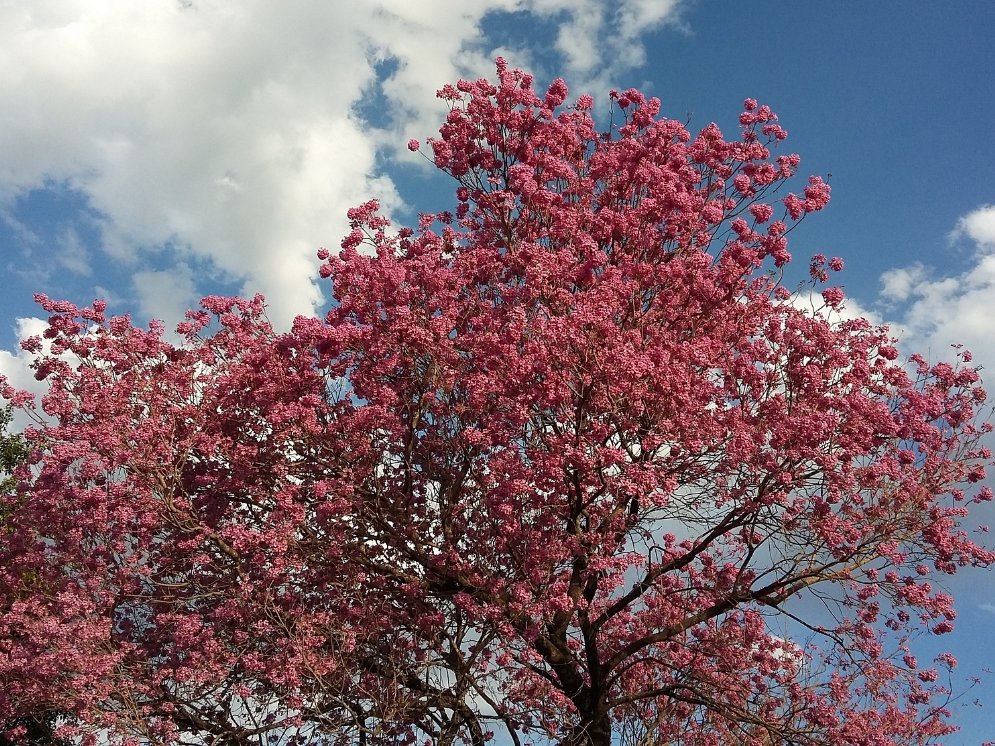 Lapacho-Baum © Pixabay /Maximiliano Gomez)