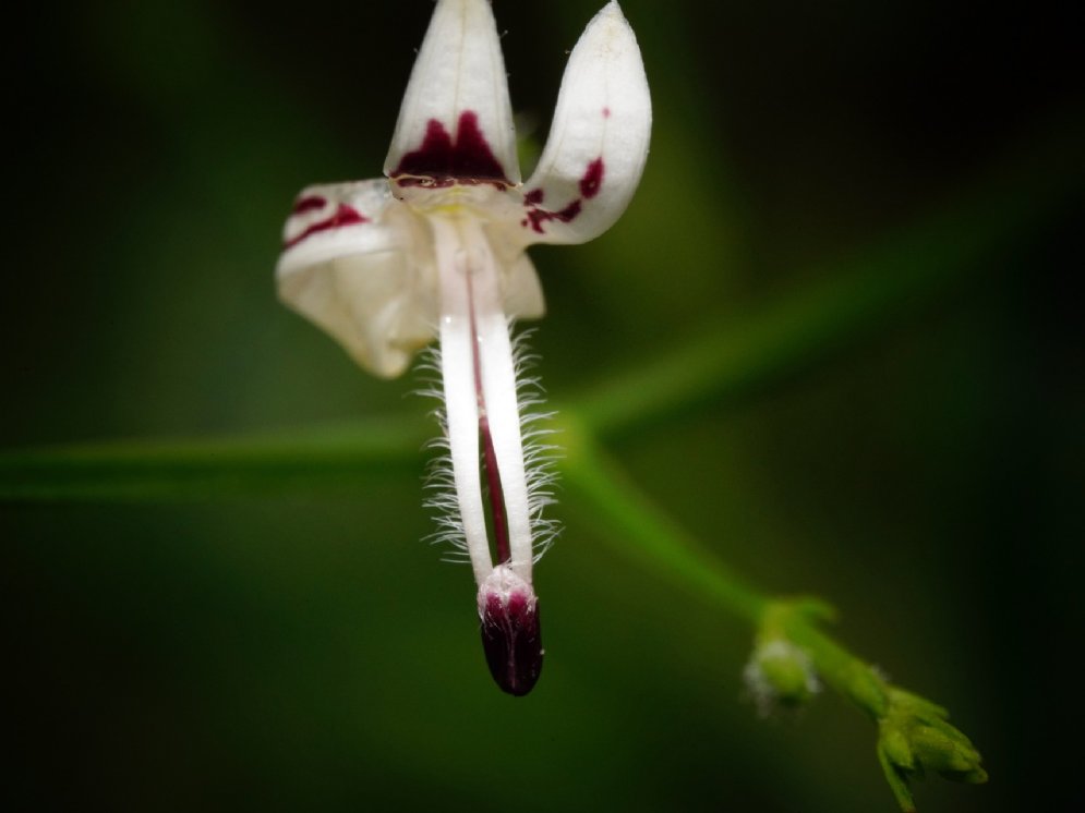 WL_Andrographis-Blüte © Pixabay (hartono subagio)