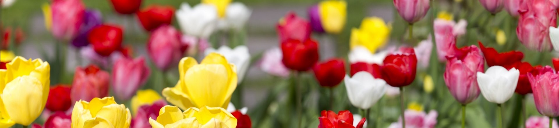 Frühling © Pixabay (narenderapal)