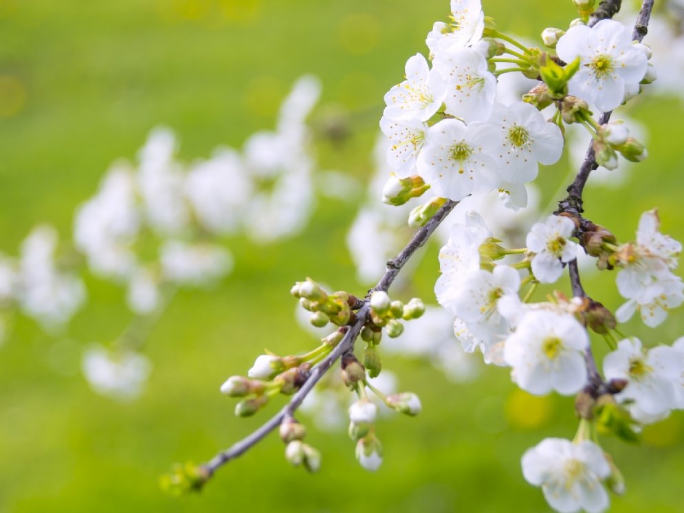 Kirschblüte © Pixabay (Photo Mix)