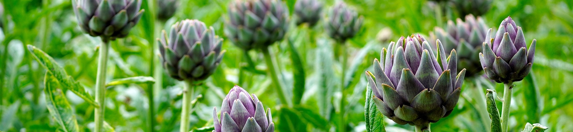 Artischockenfeld © Pixabay (Matthias Böckel)