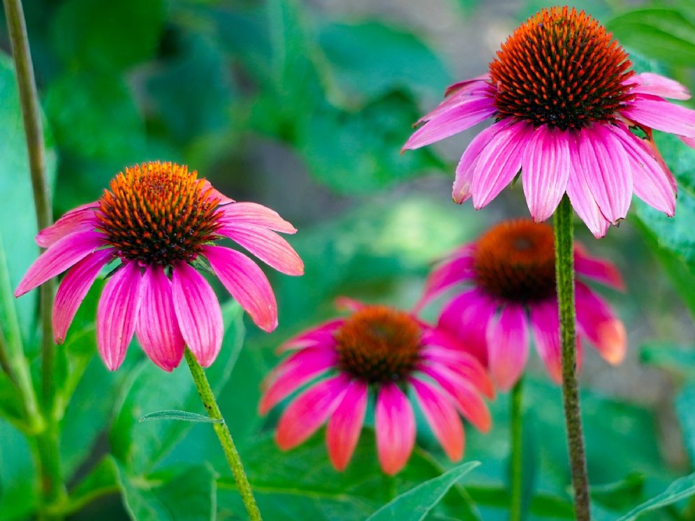 WL_Echinacea © Pixabay (Matthias Böckel)