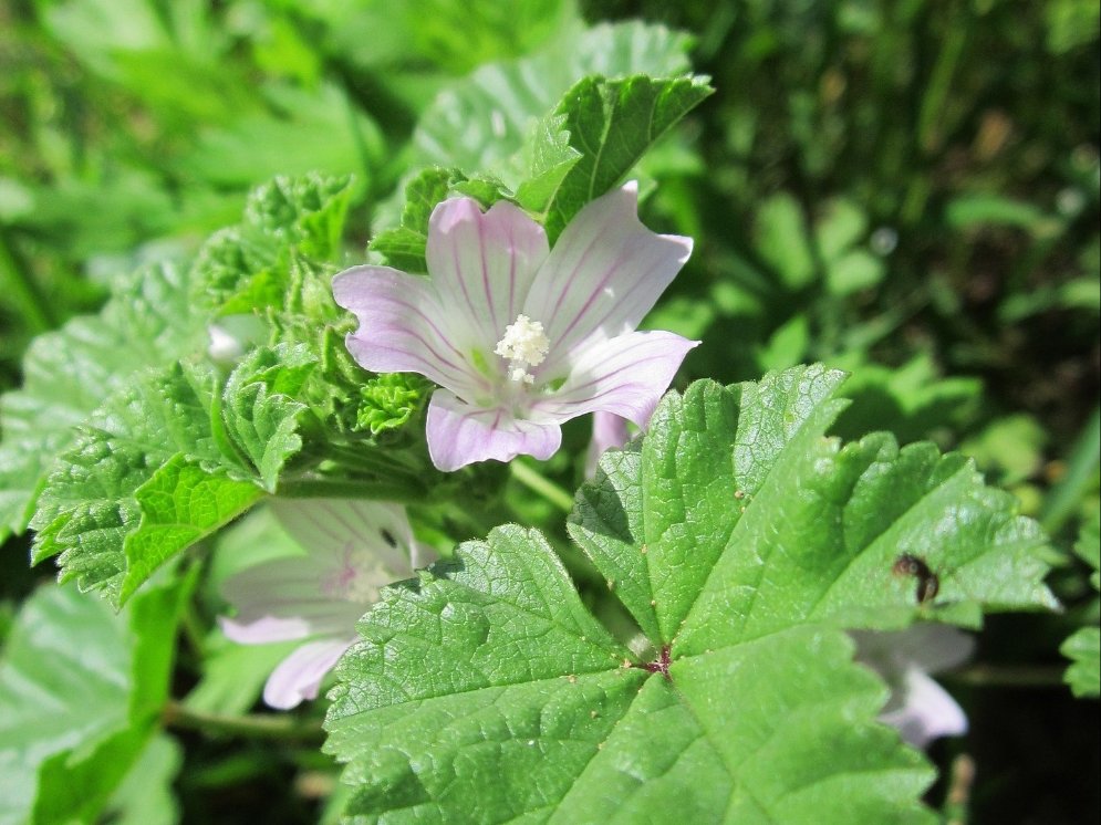 WL_Käsepappel © Pixabay (WikimediaImages)