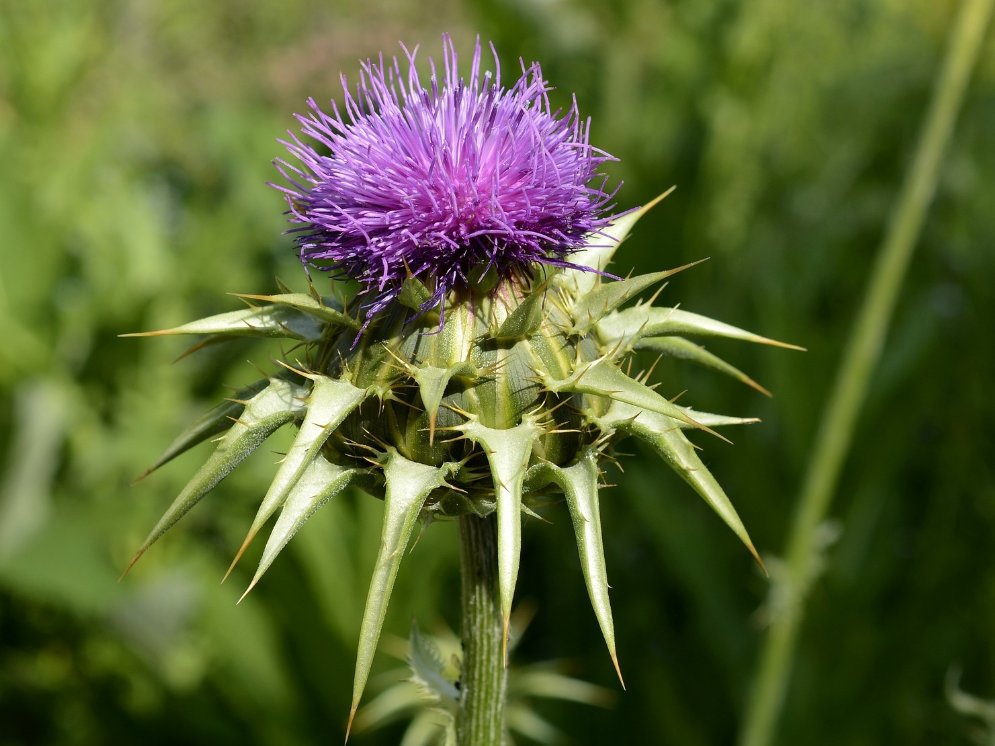 Mariendistel © Pixabay (annca)