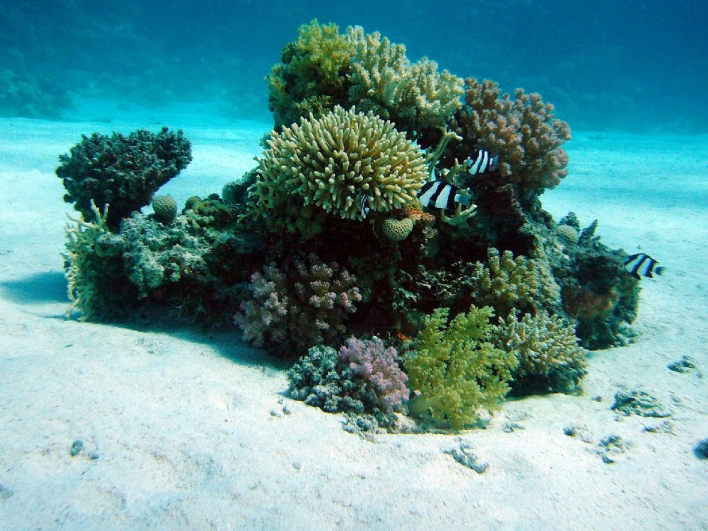 WL_Koralle © Pixabay (joakant)