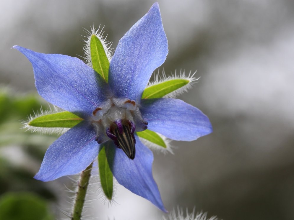 WL_Borretsch © Pixabay (Chesna )