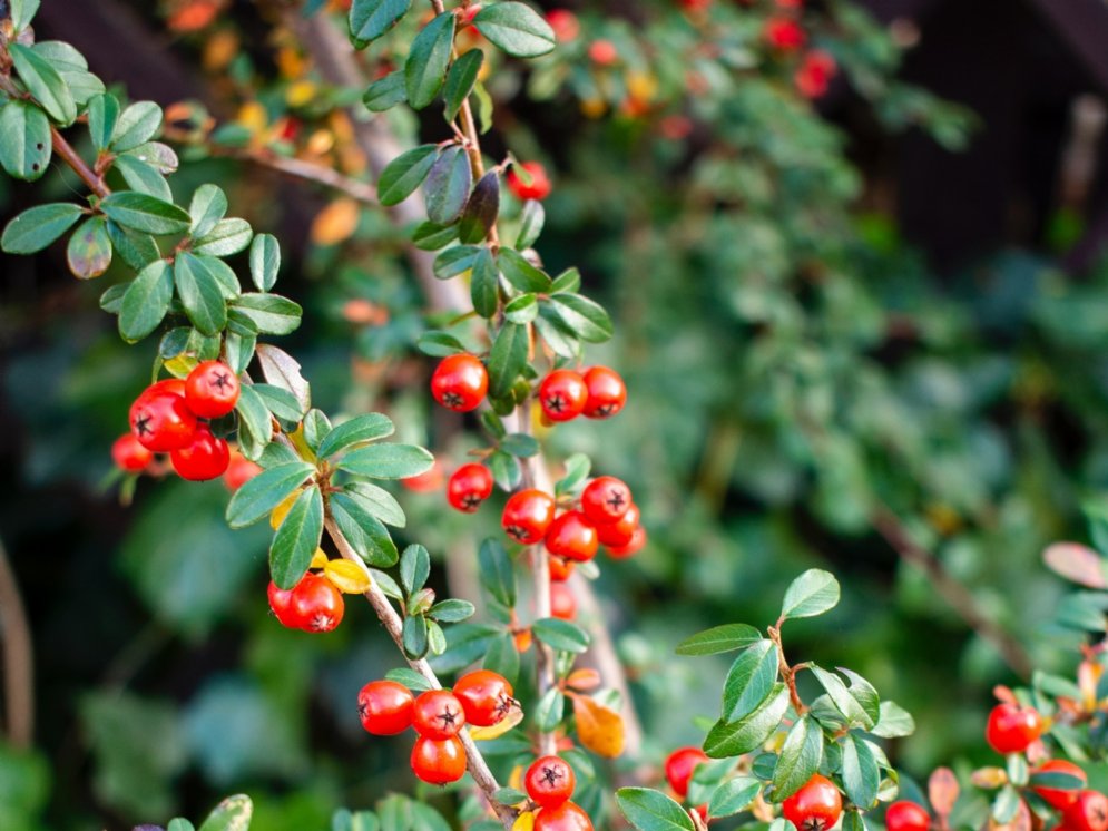 WL_Bärentraube © Pexels (patrycja-grobelny)