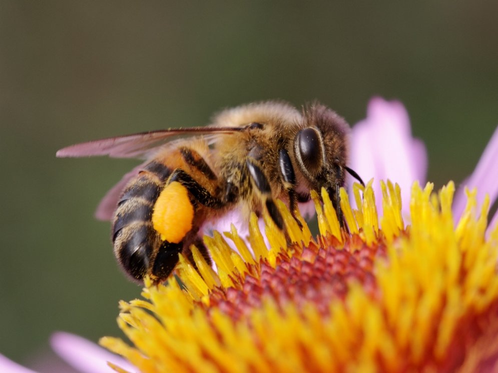 Biene mit Pollen_WL © Adobe Stock