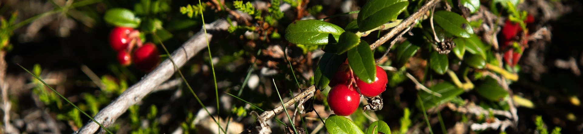 Preiselbeere © Pixabay (/suche/index.asp?stichwort=preiselbeere&let=80)