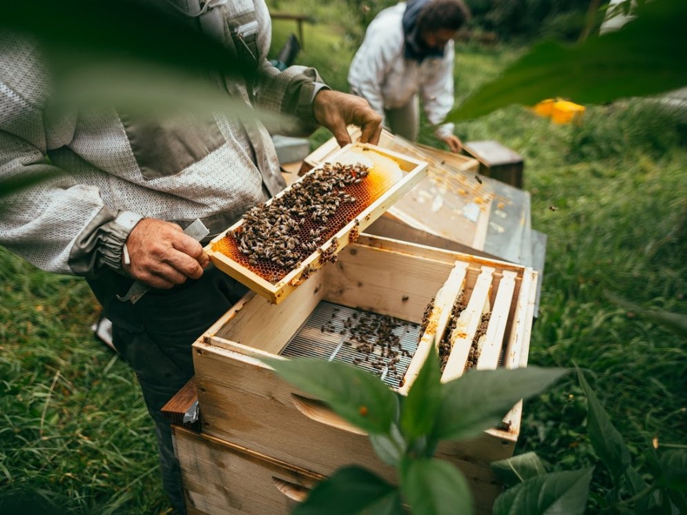 Bienenlieb Honigernte © Bienenlieb