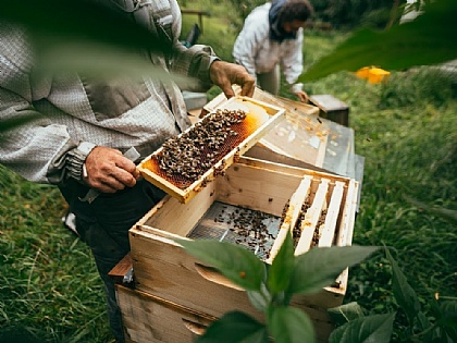 Post von Bienenlieb und unseren Patenbienen