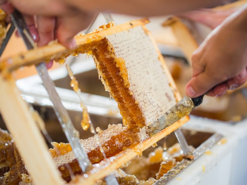 Bienenlieb Honigwabe Verabeitung © Bienenlieb