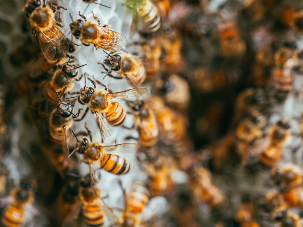 Bienenlieb Bienenschwarm © Bienenlieb