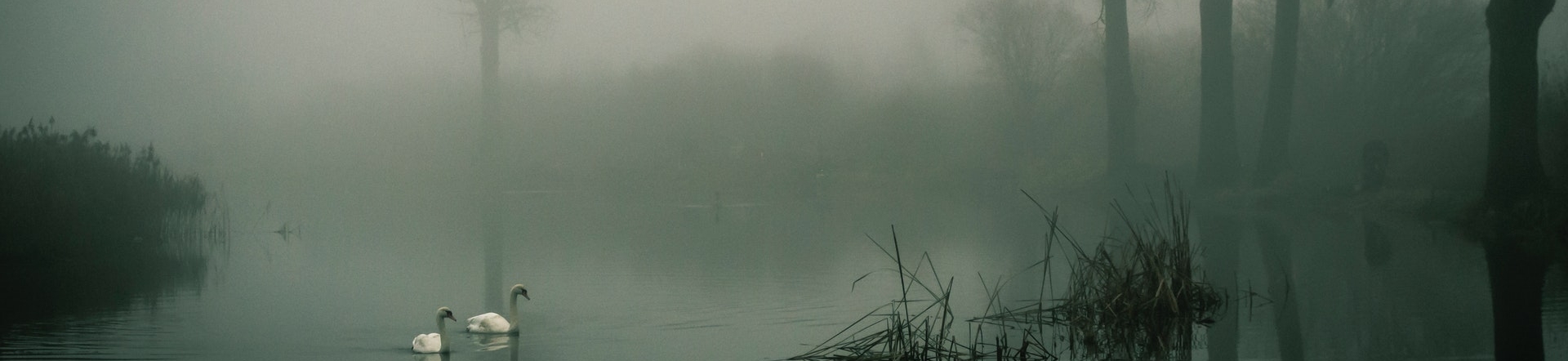 Nebel © Pexels (karol-wiśniewski)