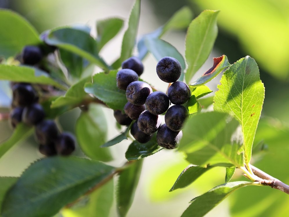 Aronia © Pixabay (Goran Horvat)