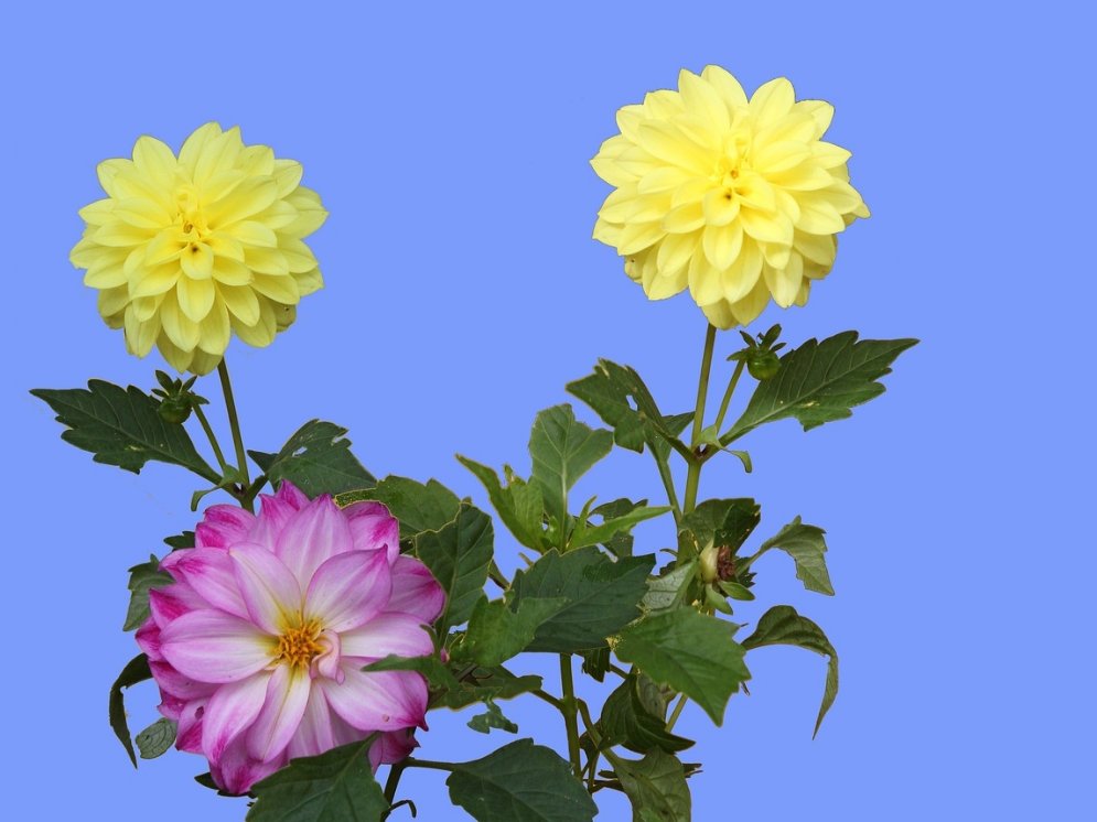 Blüten Hintergrund © Pixabay (David Bieker)