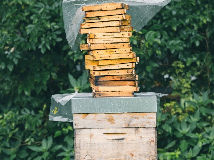 Bienenlieb Bienenstock und Holzrahmen © Bienenlieb