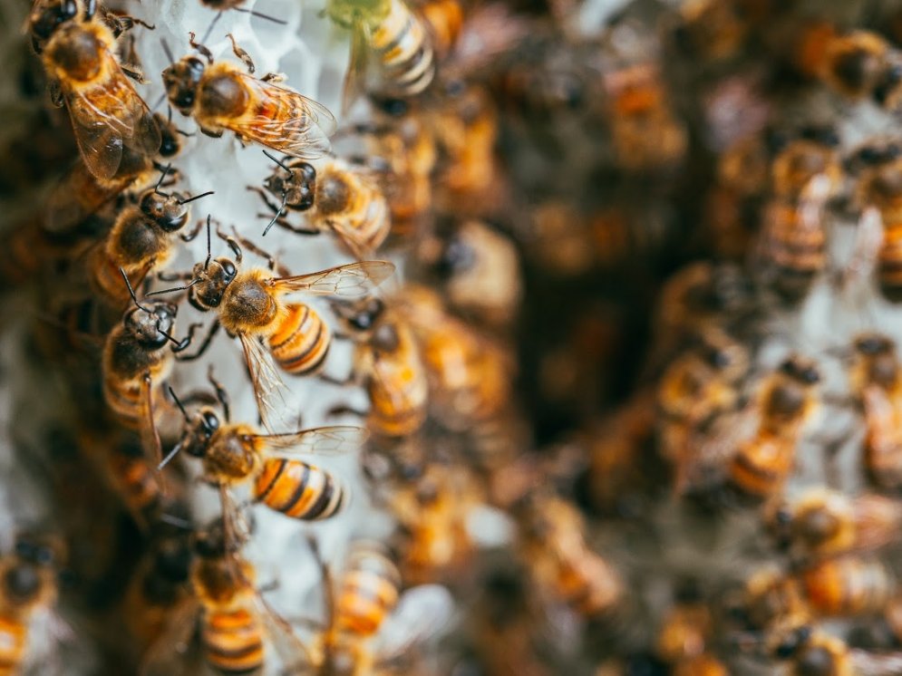 Bienenlieb Bienenschwarm © Bienenlieb