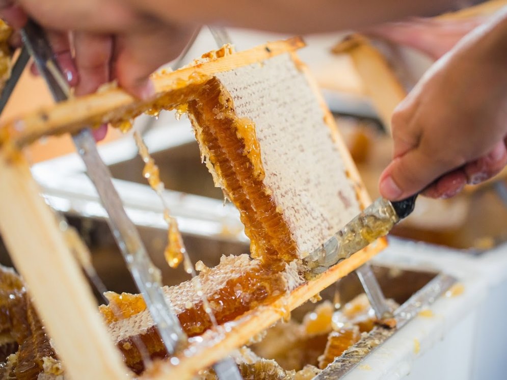 Bienenlieb Honigwabe Verabeitung © Bienenlieb