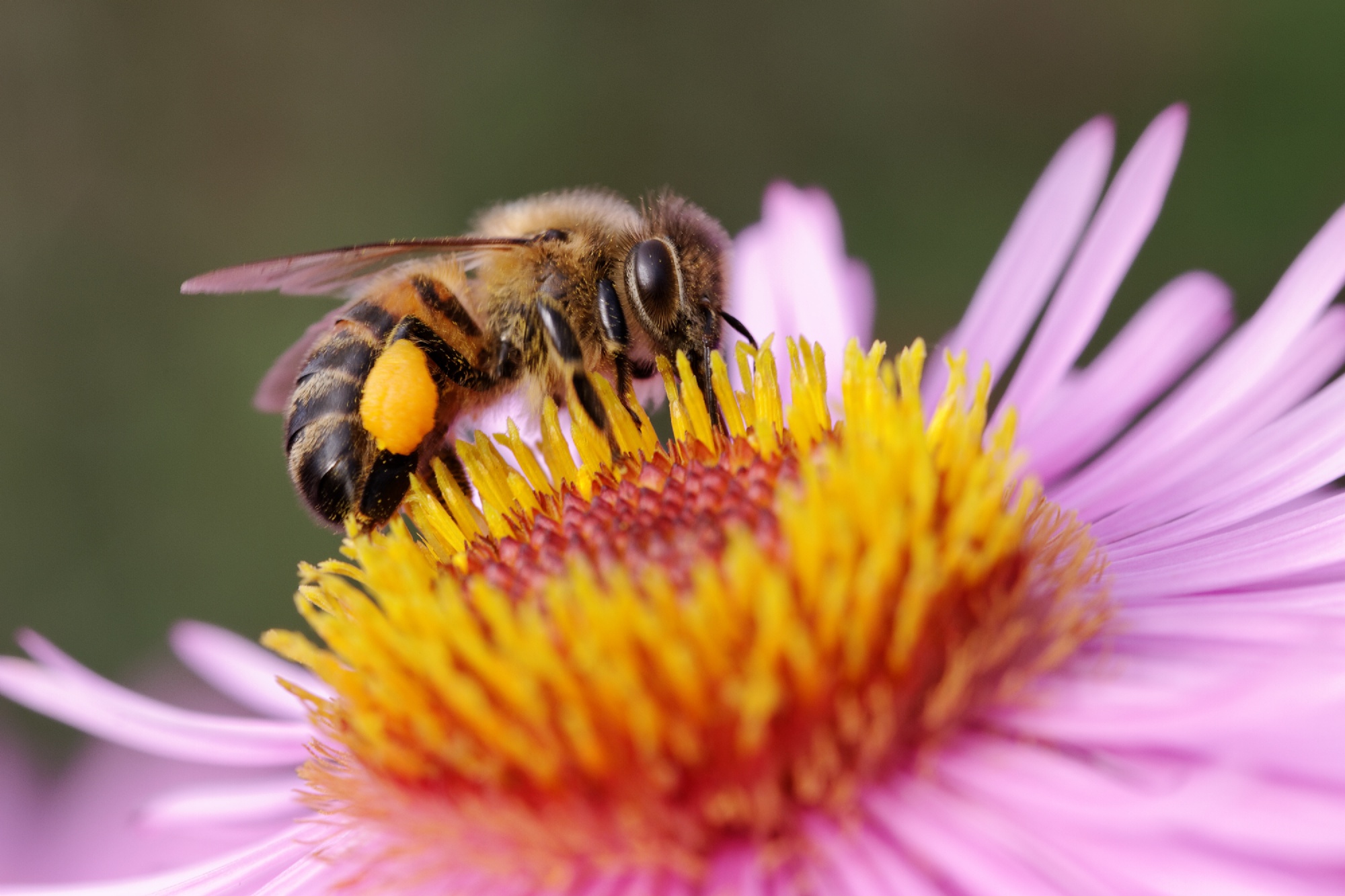 Время нектара. Пчёлка на цветке. Пчелы на цветах. Пчелки на цветах. Пчелка над цветком.