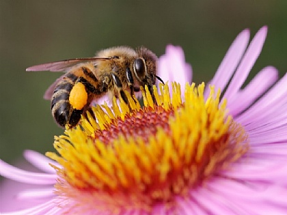 Spende an Bienenlieb