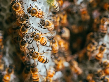 Post von Bienenlieb