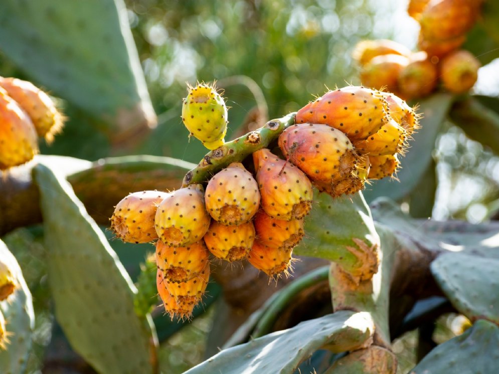 Nopal Kaktus © Adobe Stock