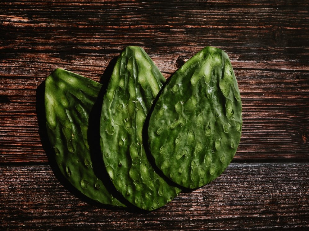 Nopal Kaktus © Adobe Stock