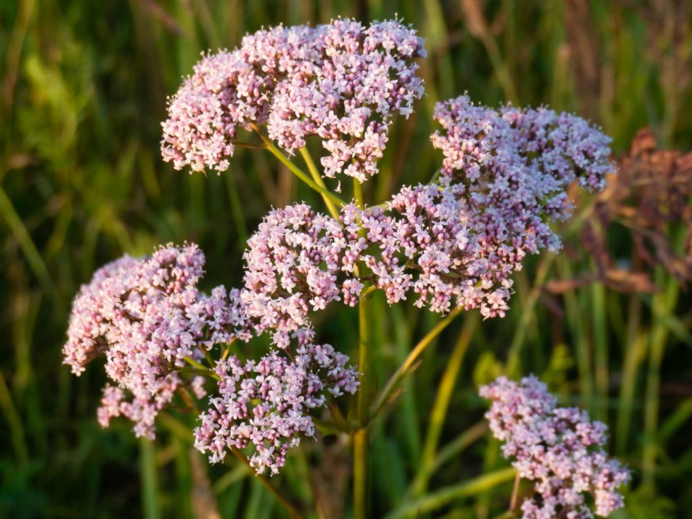 Baldrian © Adobe Stock