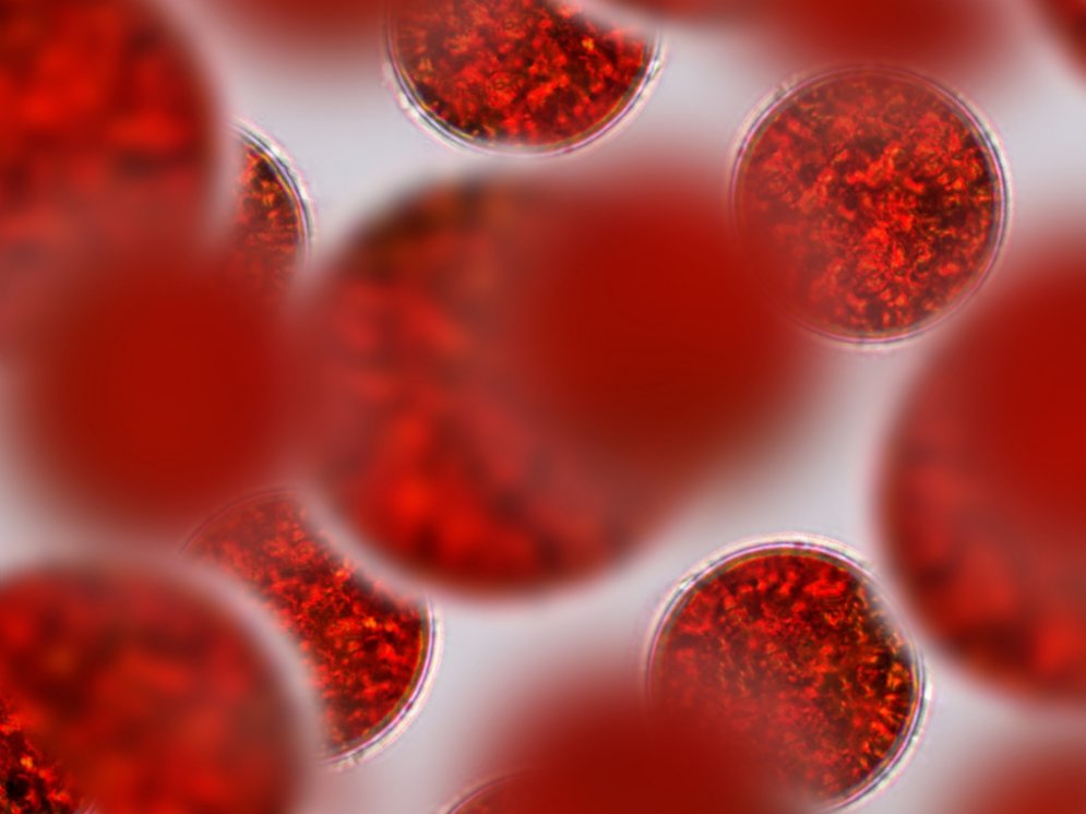 Astaxanthin © Adobe Stock