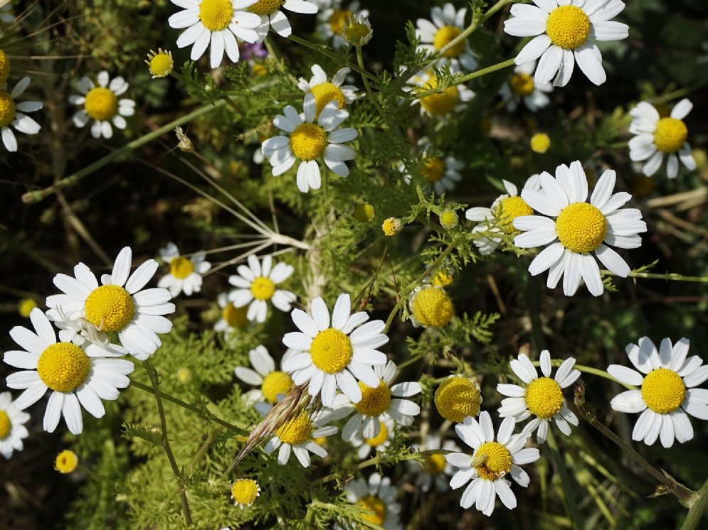 Kamille © AdobeStock (kodbanker)